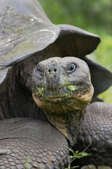 Galapagos giant tortoise (Chelonoidis porteri), Highlands, Santa Cruz, Galapagos Islands