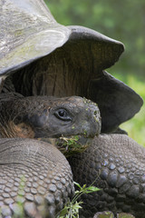 Galapagos giant tortoise (Chelonoidis porteri), Highlands, Santa Cruz, Galapagos Islands