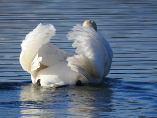 Schwan posiert und zeigt sein Gefieder