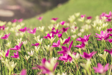 Obraz premium lot of pink crocus flowers in spring, beautiful garden flowers