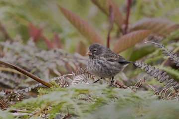 Small Ground Finch (Geospiza fuliginosa) female, Highlands, Santa Cruz, Galapagos Islands