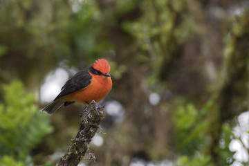 Vermillion Flycatcher (Pyrocephalus rubinus nanus), Highlands, Santa Cruz, Galapagos Islands