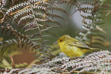 Mangrove warbler (Setophaga petechia aureola) male, Highlands, Santa Cruz, Galapagos Islands