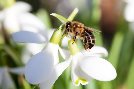 Bee and Snowdrop