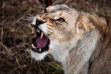 roar of a lioness. Portrait of a lioness. Close-up African lioness (Panthera leo)