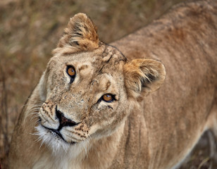 Portrait of a lioness. Close-up African lioness (Panthera leo)