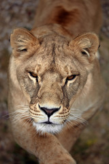 Naklejka premium Portrait of a lioness. Close-up African lioness (Panthera leo)
