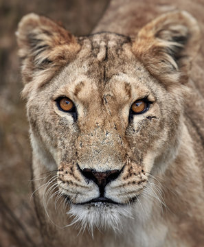 Portrait of a lioness. Close-up African lioness (Panthera leo)