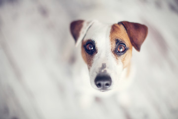 Dog looking up