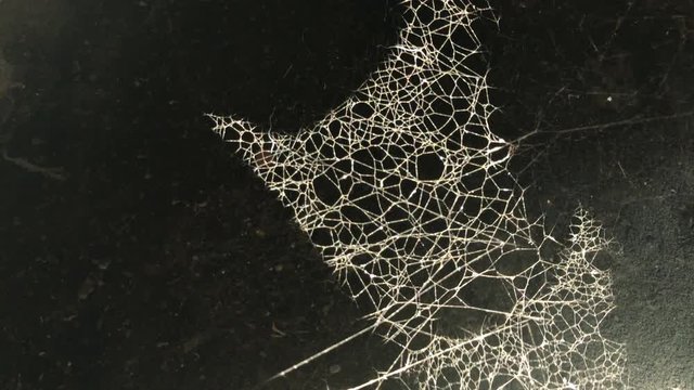 Shiny cobweb complex structure in dust and dirt 4K 2160p 30fps UltraHD footage - Dark attic scene with spider web swinging on wind 3840X2160 UHD video 