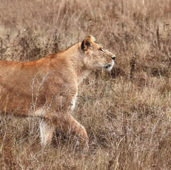 Lioness in the savanna