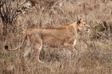 Lioness in the savanna