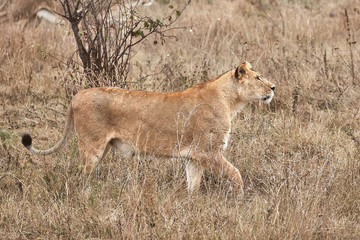 Lioness in the savanna