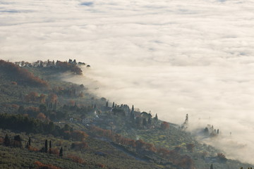 There are trees in a half of this image, and a sea of fog in the other one