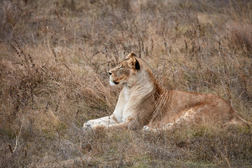 Fototapeta na wymiar Lioness in the savanna