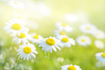 Fototapeta na wymiar Spring daisy flowers field. Natural sunny background