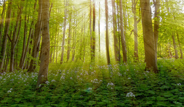 Magic scenic forest of fresh green deciduous trees with the sun casting its rays of light through the foliage