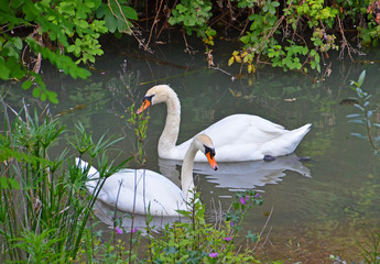 couple of swans in the pond