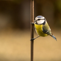 Fototapeta premium Tränendes Herz - Dicentra spectabilis - Banner