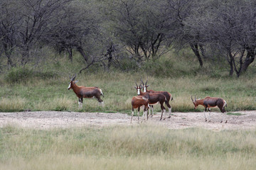 Herd of African antelopes blesbok in Savannah. Bubaline antelope beaked