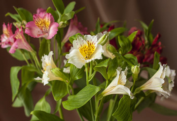 Fototapeta na wymiar Alstroemeria, Peruvian lily, multicolored, pink flowers, soft focus