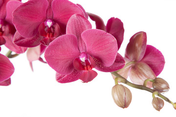 beautiful burgundy orchid on a white background