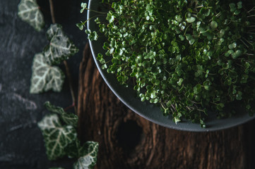 Microgreen in a gray dish on a wooden rustic background