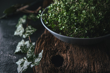 Obraz premium Microgreen in a gray dish on a wooden rustic background