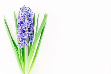 Fototapeta premium Blue hyacinth isolated on white background. Flat lay, Top view. Floral background