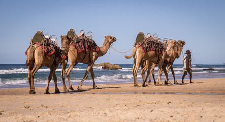 Guide leading camels along Lighthouse Beach in Port Macquarie, NSW, Australia