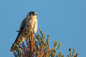 Male kestrel in the wild, perched on the tip of a branch