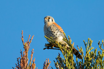 Male kestrel in the wild, perched on the tip of a branch