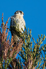 Male kestrel in the wild, perched on the tip of a branch
