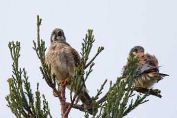 Male and female kestrel in the wild, perched on the tip of a branch; the female is calling 