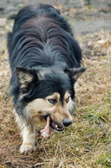 Fototapeta premium The dog gnaws at the bone