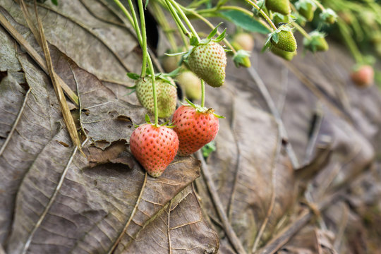 Row of strawberries fruit on field
