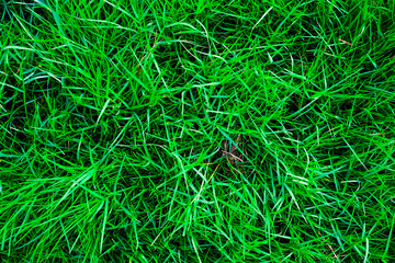 Green grass texture top view