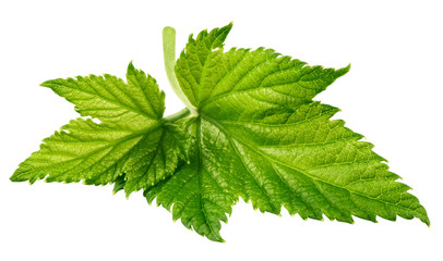 Currant leaf isolated