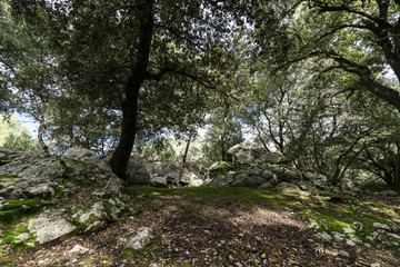 sun shining through trees in forest on a sunny day