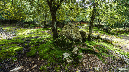 sun shining through trees in forest on a sunny day