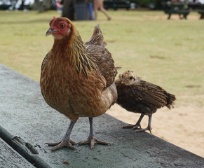 Wild Kauai Chickens