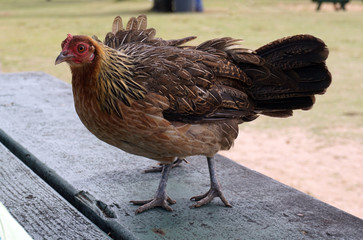 Wild Kauai Chickens