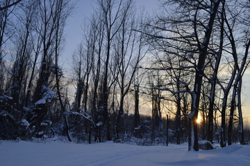 Forest under snow