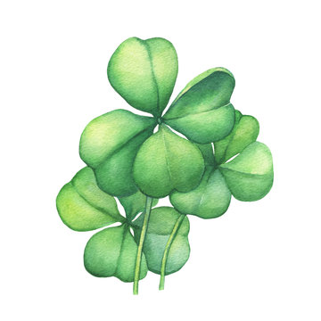 Green four leaf clover.  Hand drawn watercolor painting on white background.