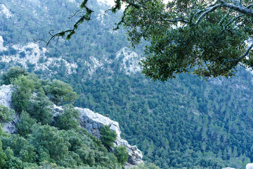 wild eagles in high mountains