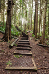 Stairs leading up in a forest with trees