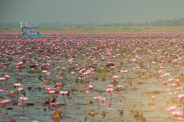 Tourist on Pink water lily in lake,Thailand.