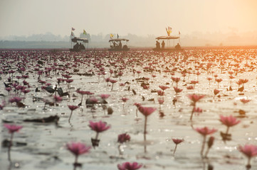 Fototapeta premium Tourist on Pink water lily in lake,Thailand.