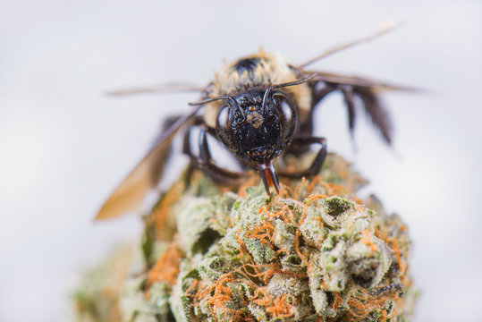 Macro detail of a bee over dried cannabis nug isolated over white background
