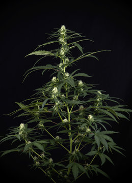 Cannabis plant growing on a pot (fire creek marijuana strain) with early flowers blossoming
